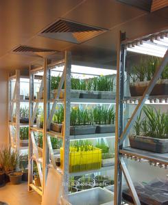 培养架型植物生长室