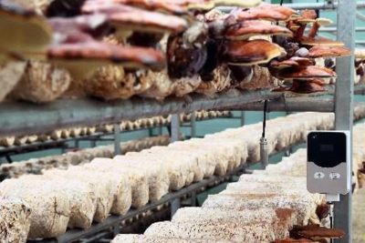 智能菌菇培育艙